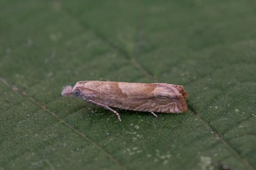 Réf. 218 913 : Eucosma sp.